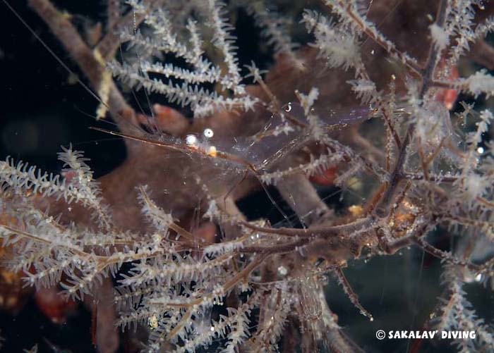 Photos diving macro in Madagascar